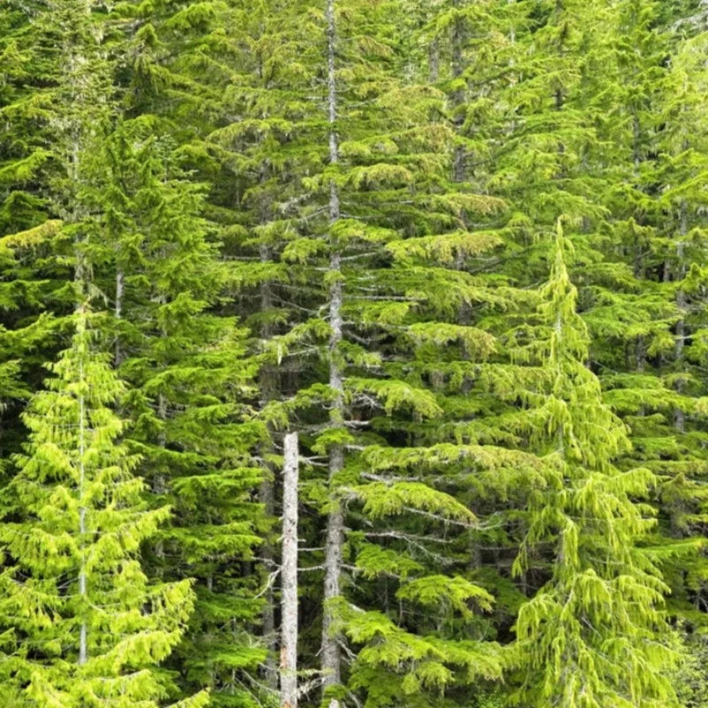 Douglas Fir Tree Shrub Seeds