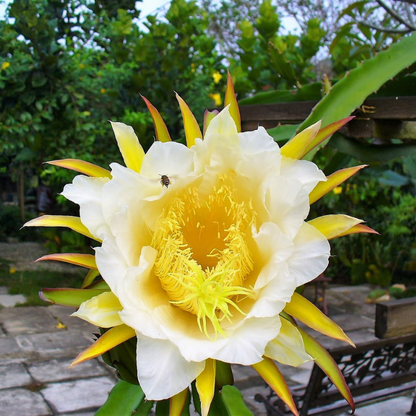 Dragon Fruit Cactus Seeds