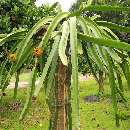 Dragon Fruit Cactus Seeds