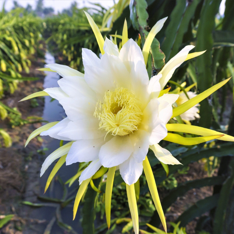 Dragon Fruit Seeds