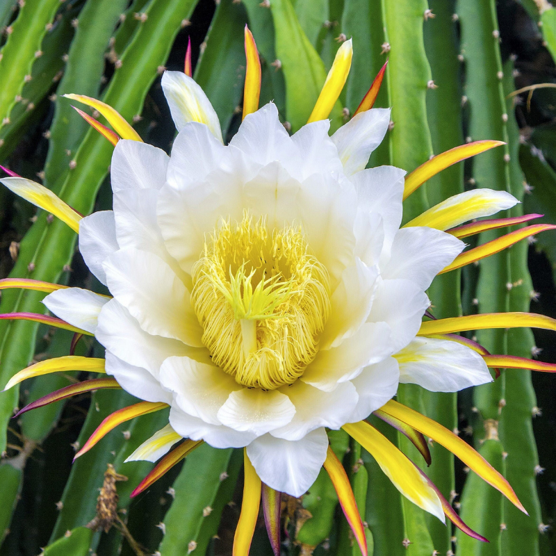 Dragon Fruit Seeds