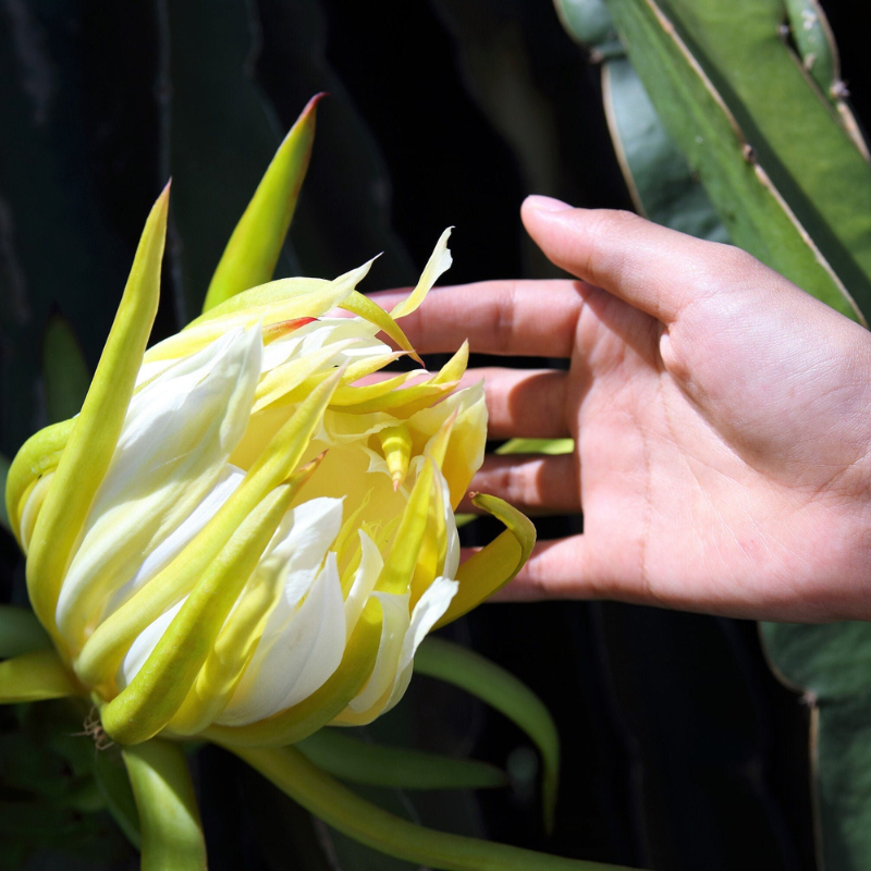 Dragon Fruit Seeds