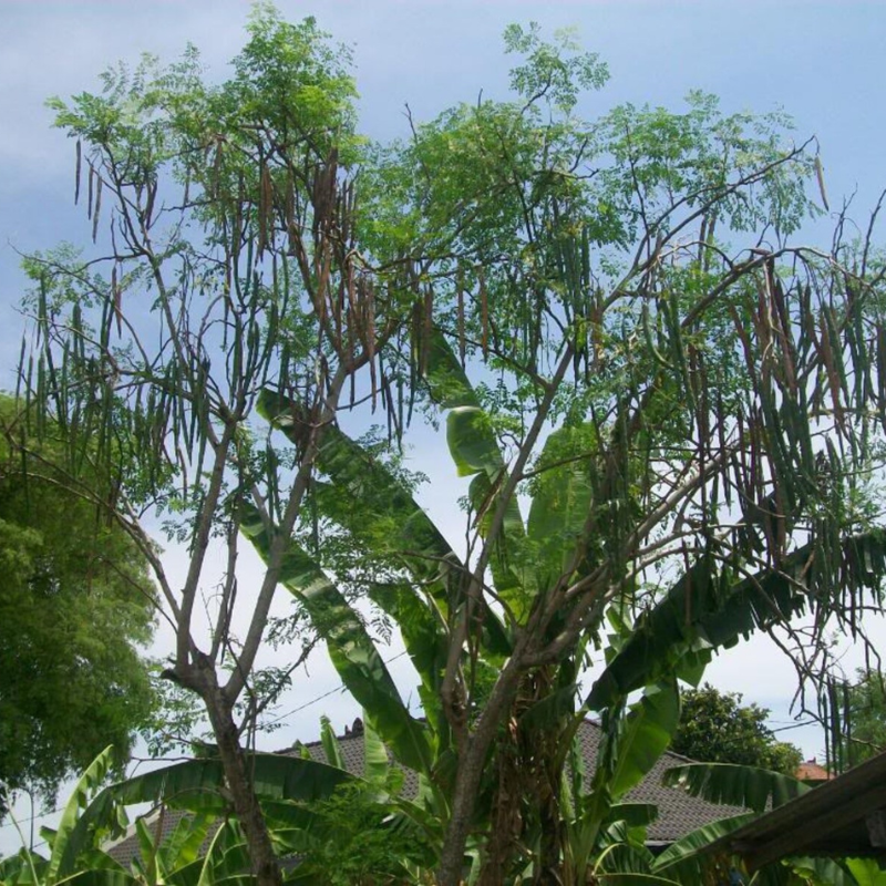 Drumstick Tree Seeds