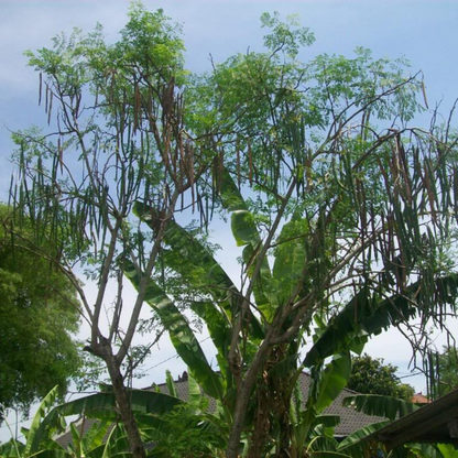 Drumstick Tree Seeds