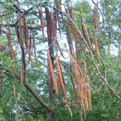 Drumstick Tree Seeds