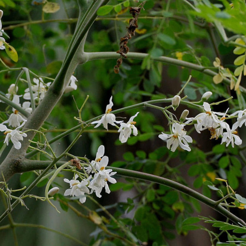 Drumstick Tree Seeds