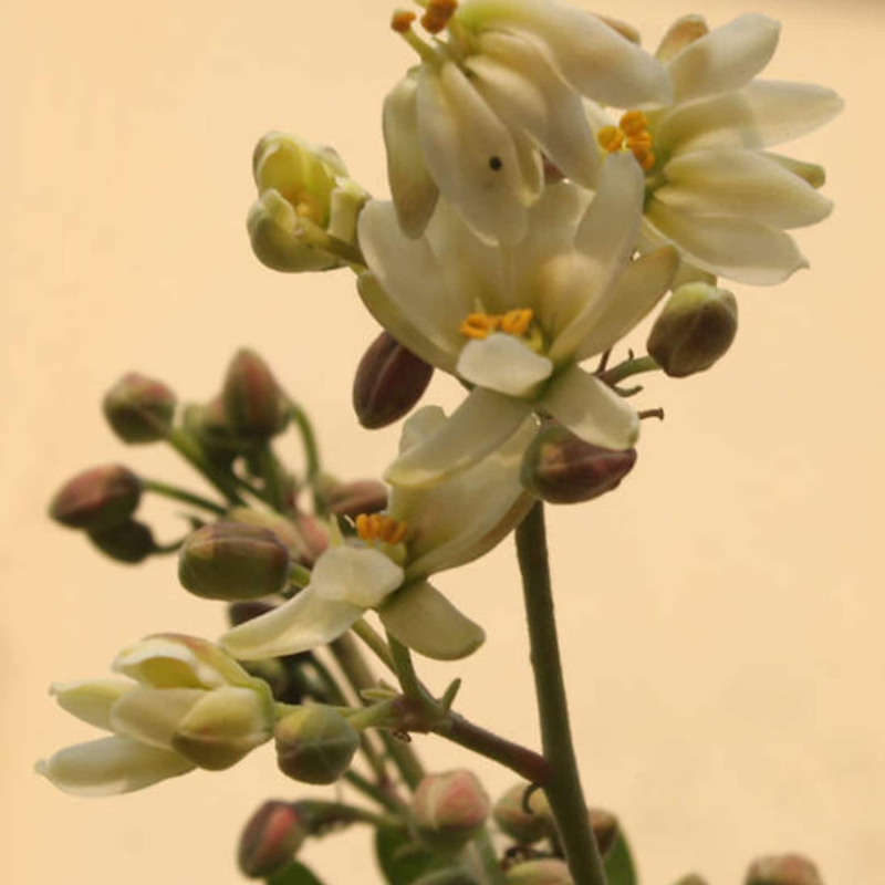 Drumstick Tree Seeds