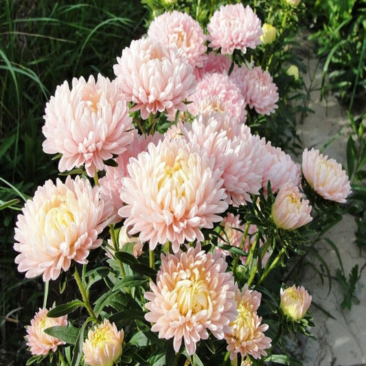 Duchess Apricot Paeony Aster Seeds