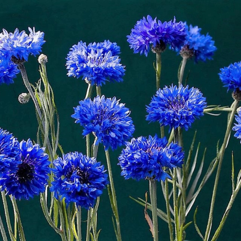 Dwarf Cornflower Flower Seeds