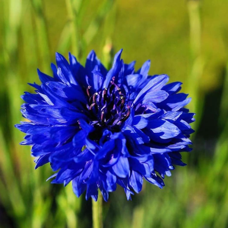 Dwarf Cornflower Flower Seeds