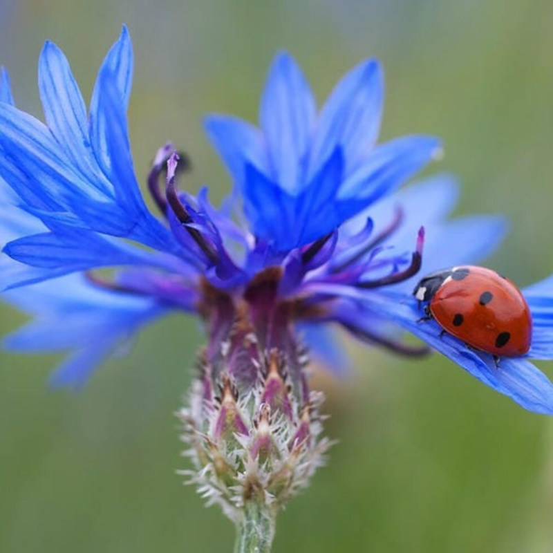 Dwarf Cornflower Flower Seeds