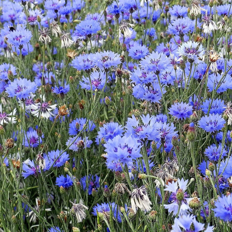 Dwarf Cornflower Flower Seeds