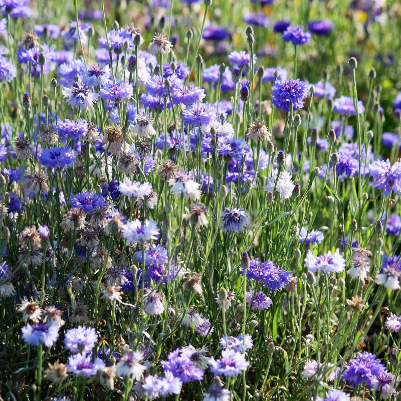 Dwarf Cornflower Flower Seeds