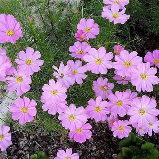 Dwarf Cosmos Flower Seeds