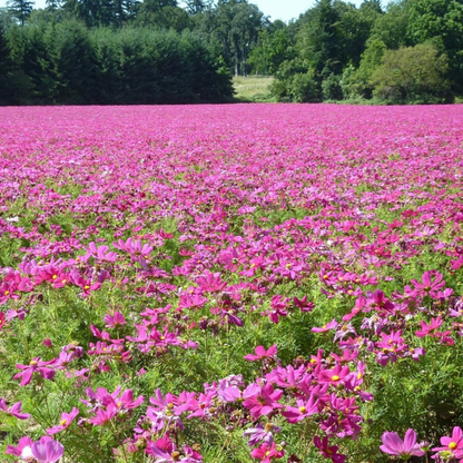 Dwarf Cosmos Flower Seeds