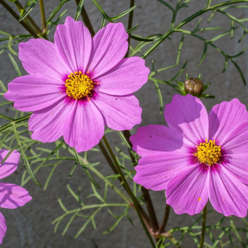 Dwarf Cosmos Flower Seeds