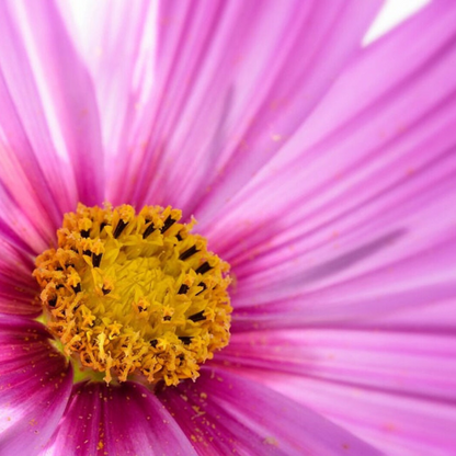 Dwarf Cosmos Flower Seeds