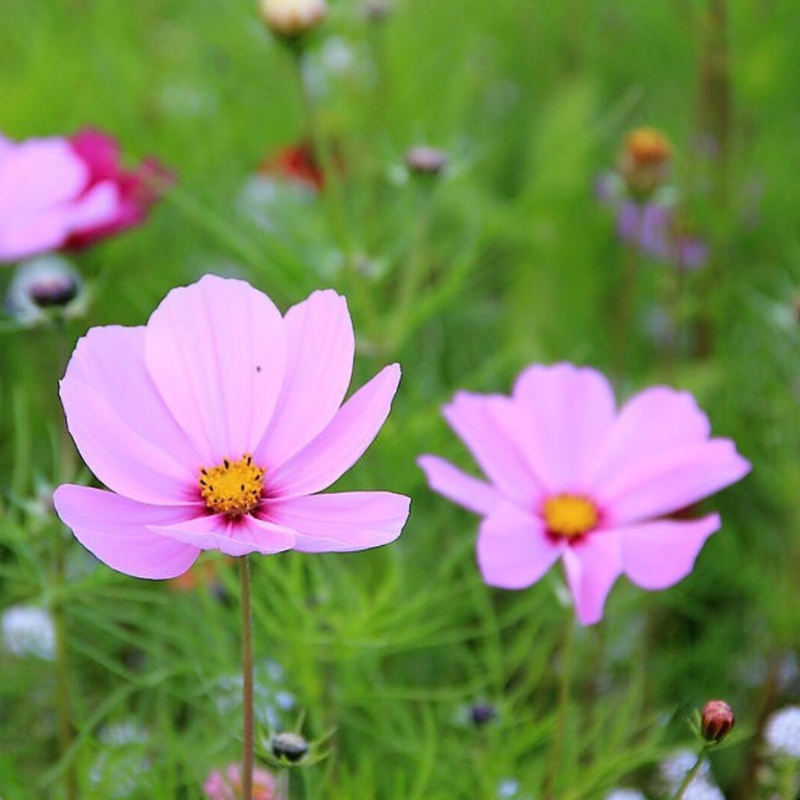 Dwarf Cosmos Flower Seeds