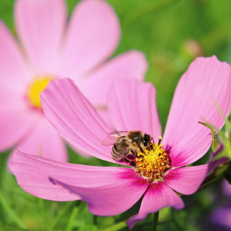 Dwarf Cosmos Flower Seeds