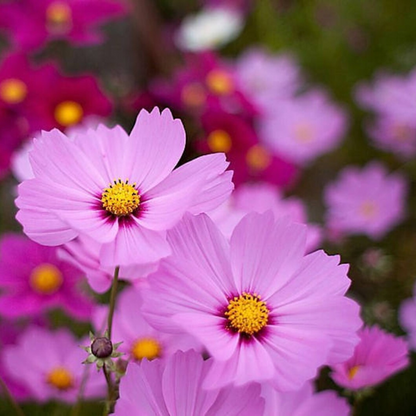 Dwarf Cosmos Flower Seeds