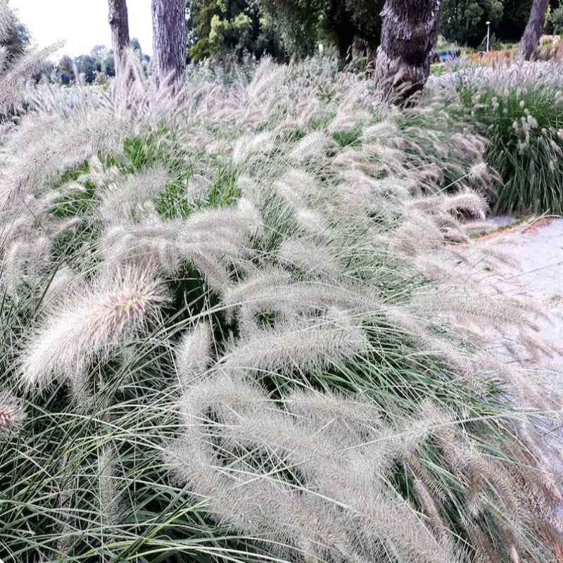 Dwarf Fountain Grass Plume Seeds