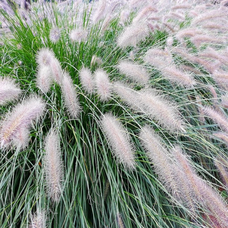 Dwarf Fountain Grass Plume Seeds