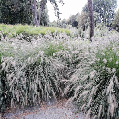 Dwarf Fountain Grass Plume Seeds