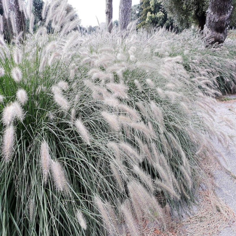 Dwarf Fountain Grass Plume Seeds