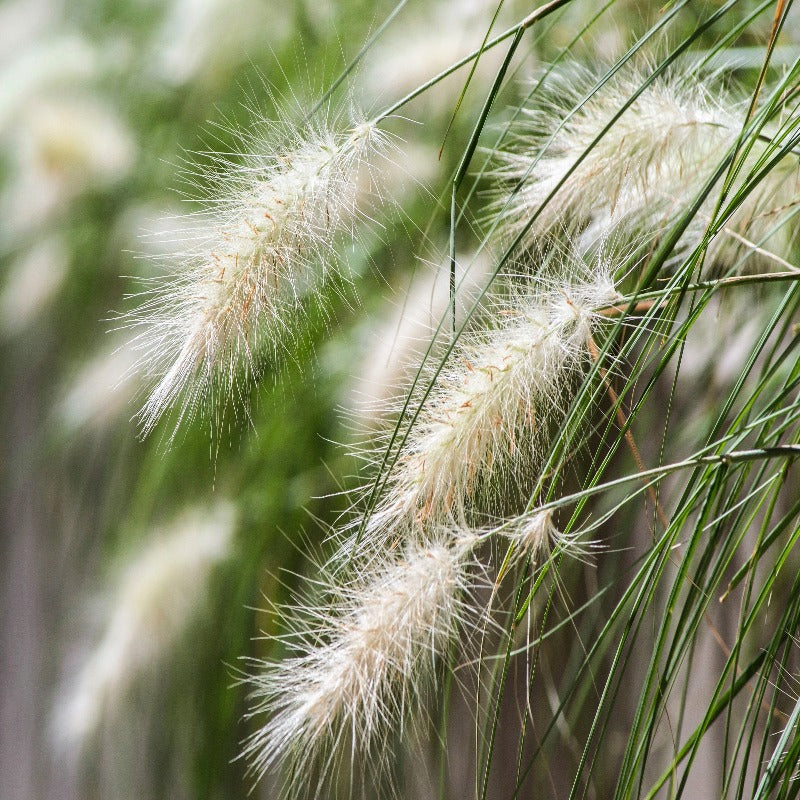 Dwarf Fountain Grass Plume Seeds