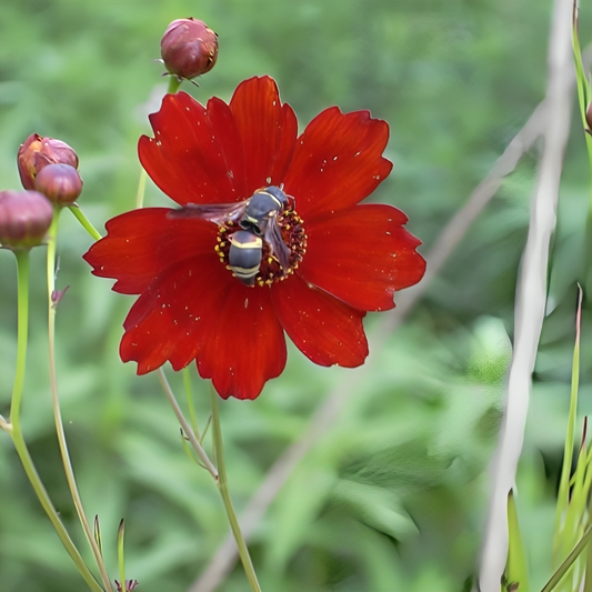 Dwarf Plains Coreopsis Flower Seeds