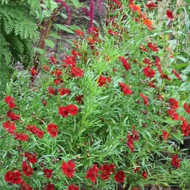 Dwarf Plains Coreopsis Flower Seeds