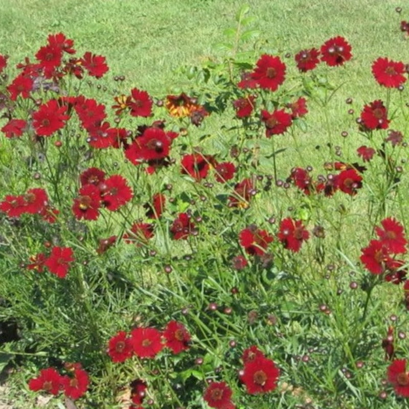 Dwarf Plains Coreopsis Flower Seeds