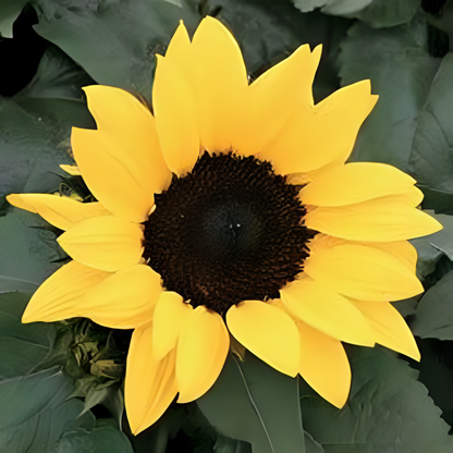 Dwarf Sunflower Seeds