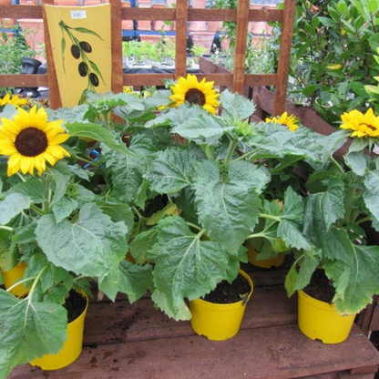 Dwarf Sunflower Seeds