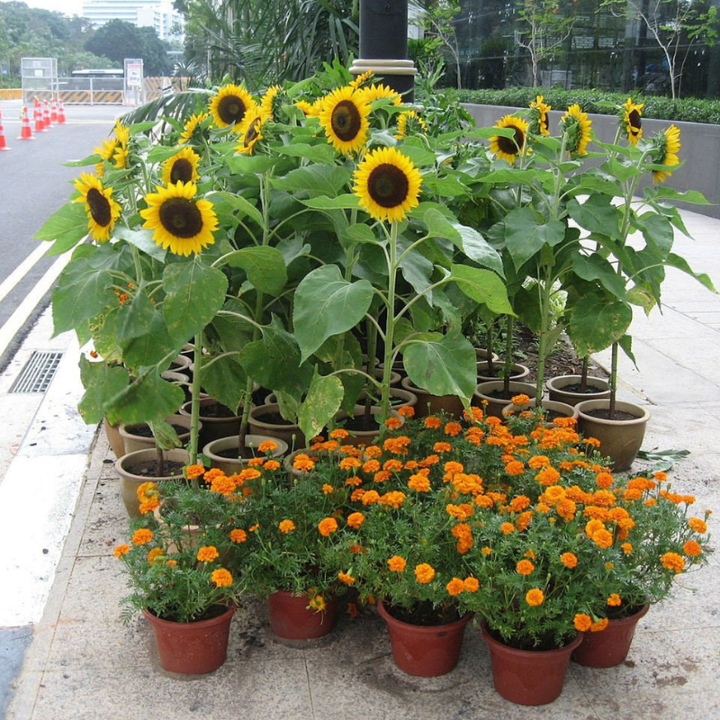 Dwarf Sunflower Seeds