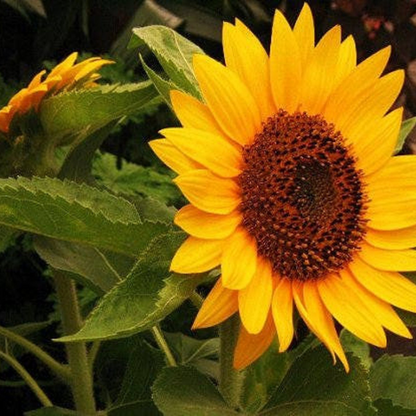 Dwarf Sunflower Seeds