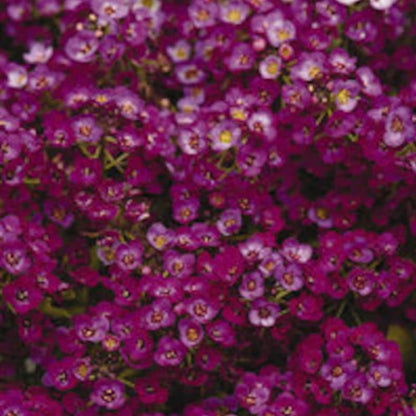 Easter Bonnet Alyssum Flower Seeds