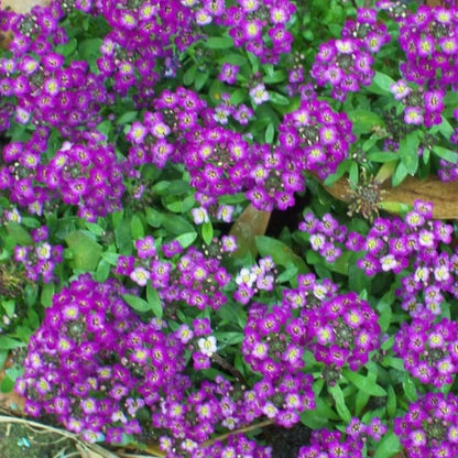 Easter Bonnet Alyssum Flower Seeds