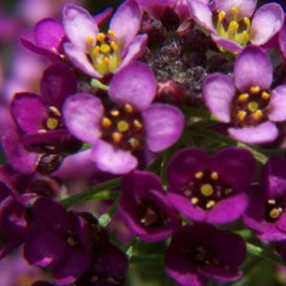 Easter Bonnet Alyssum Flower Seeds