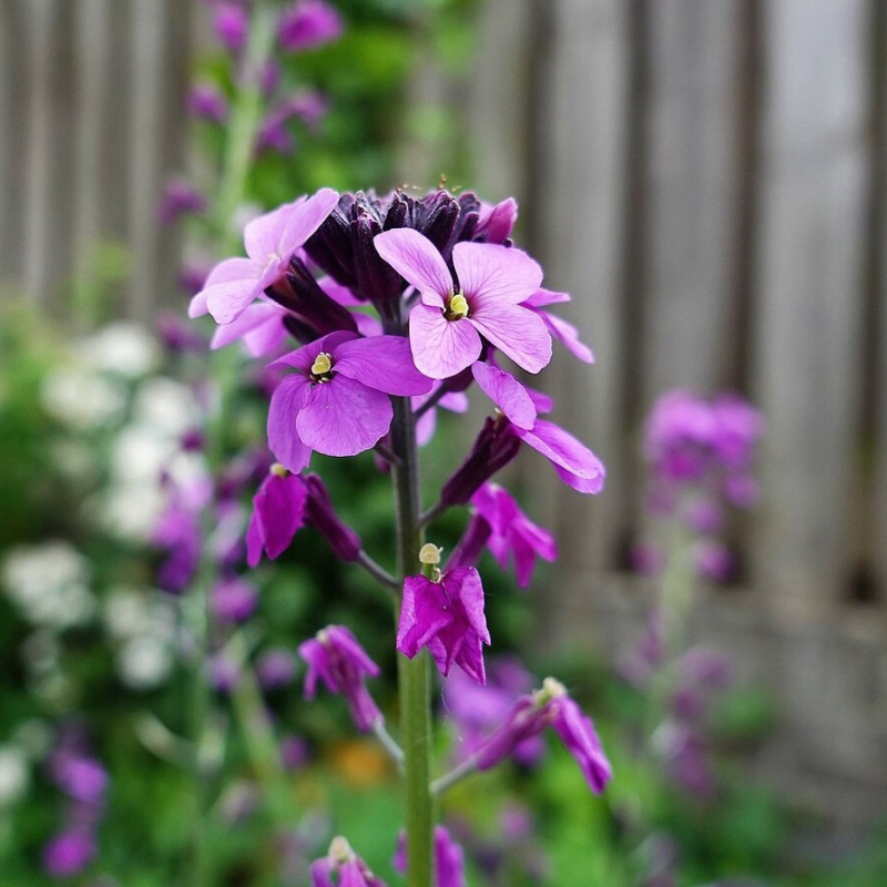 Evening Scented Stock Flower Seeds