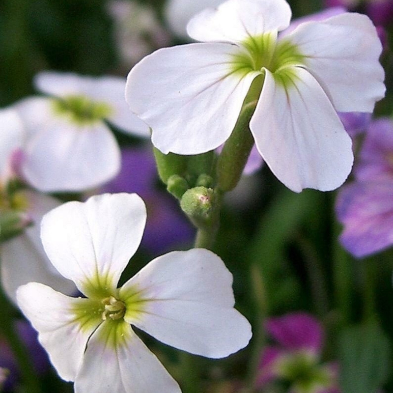 Evening Scented Stock Flower Seeds