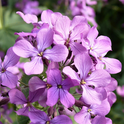 Evening Scented Stock Flower Seeds