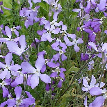 Evening Scented Stock Flower Seeds