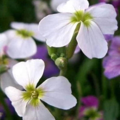 Evening Scented Stock Seeds