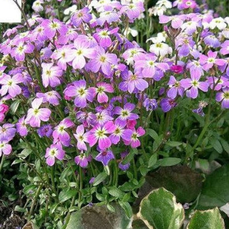 Evening Scented Stock Seeds