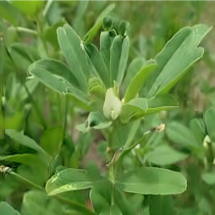 Fenugreek Herb Seeds