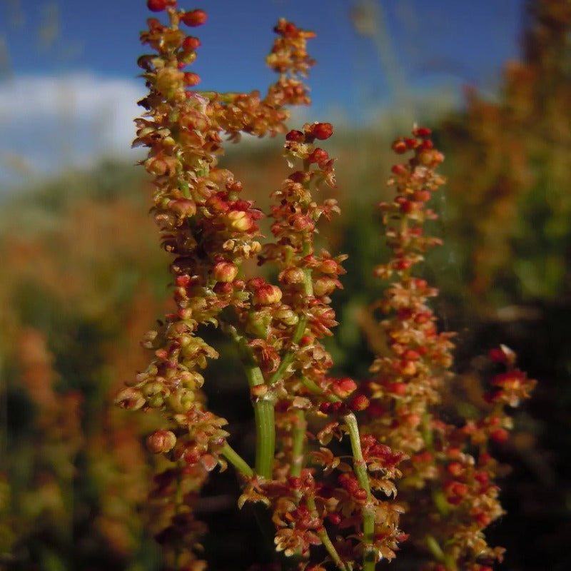 Field Sorrel Sour Herb Flower Seeds – USA SEED VILLAGE