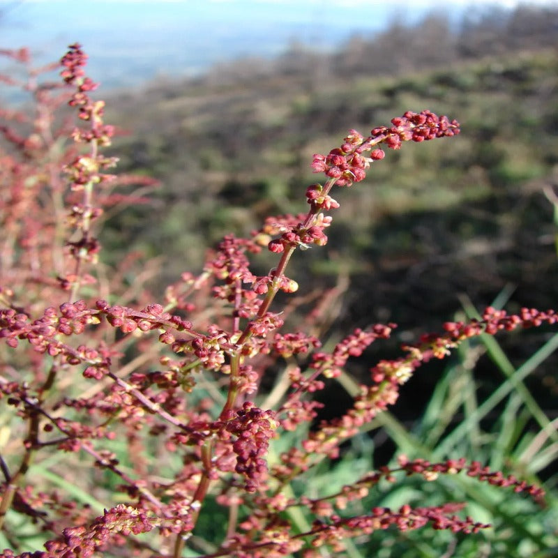 Field Sorrel Sour Herb Flower Seeds – USA SEED VILLAGE