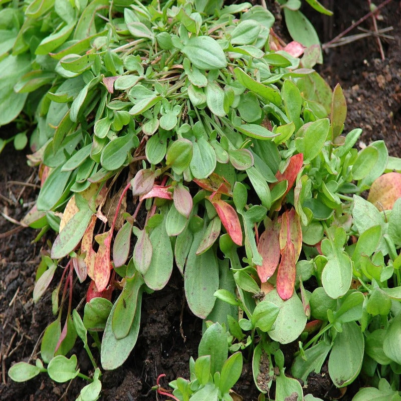 Field Sorrel Sour Herb Flower Seeds