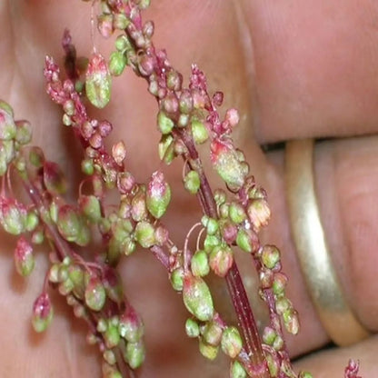 Field Sorrel Sour Herb Flower Seeds